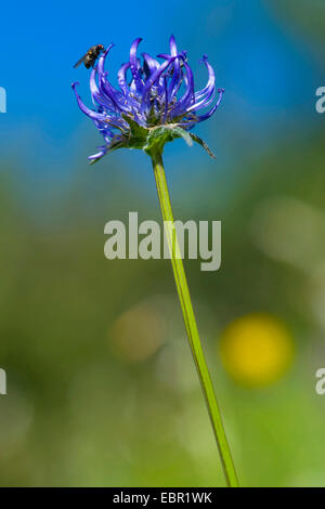 round-headed rampion (Phyteuma orbiculare), inflorscence with fly, Switzerland Stock Photo