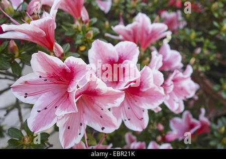 Azalea, Formosa Azalea, Sim's Azalea, (Rhododendron simsii), blooming Stock Photo