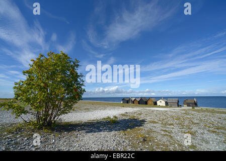 old fishing village Helgumannen on Faroe, Sweden, Helgumannen, Gotland Stock Photo