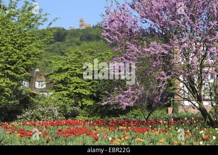 judas tree (Cercis siliquastrum), garden with blooming tulips in spring, Germany, Weinheim Stock Photo