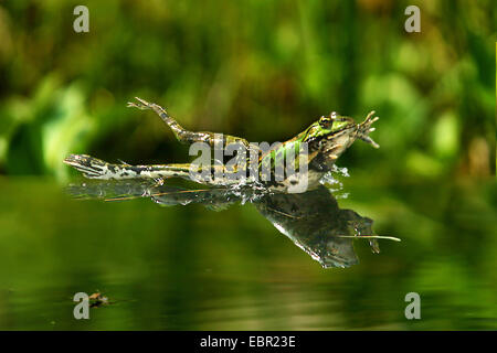 European edible frog, common edible frog (Rana kl. esculenta, Rana esculenta, Pelophylax esculentus), jumping into water, Germany