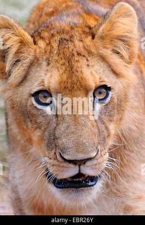 lion (Panthera leo), juvenile lion, portrait, South Africa, Krueger Nationalpark Stock Photo