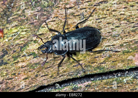 Platycerus cribatus, Blue Stag Beetle (Platycerus caraboides, Systenocerus cribatus, Platycerus  cribatus), male, Germany Stock Photo