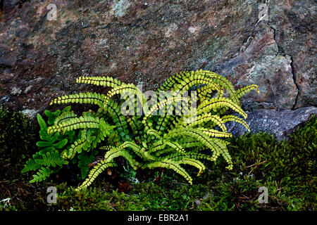 common polypody (Polypodium vulgare), with Maidenhair Spleenwort, Asplenium trichomanes on a rock, Sweden, Smaeland Stock Photo