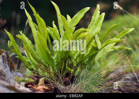 hart's tongue, European harts-tongue fern (Asplenium scolopendrium, Phyllitis scolopendrium), on a rock, Germany Stock Photo