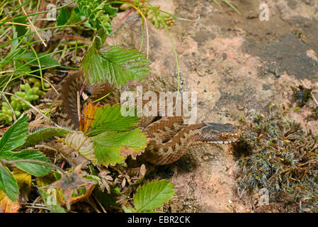 adder, common viper, common European viper, common viper (Vipera berus), young adder sunbathing, Sweden, SmÕland Stock Photo
