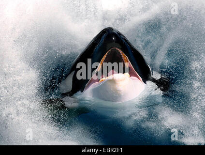 orca, great killer whale, grampus (Orcinus orca), hesd with open mouth looking out of the sea