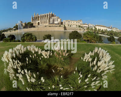 white pampas grass (Cortaderia selloana), aerial view from Parc de la Mar to La Seu Cathedral, Royal Palace of La Almudaina and Episcopal Palace, Spain, Balearen, Majorca, Palma de Mallorca Stock Photo