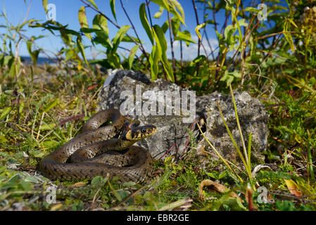 grass snake (Natrix natrix, Natrix natrix gotlandica   ), endemic subspecious of the grass snake on Gotland, Sweden, Gotland Stock Photo