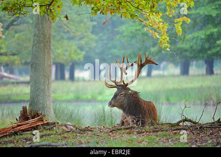 red deer (Cervus elaphus), stag lying under a tree in the morning fog, Germany, Hesse Stock Photo