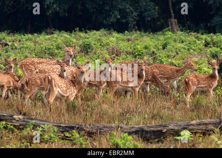 spotted deer, axis deer, chital (Axis axis, Cervus axis), herd of hinds on a clearing, Nepal, Terai, Chitwan National Park Stock Photo