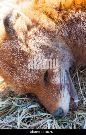 red fox (Vulpes vulpes), portrait of an overrun fox, Germany, Rhineland-Palatinate Stock Photo