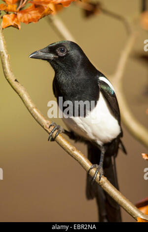 black-billed magpie (Pica pica), on a twig, Germany, Rhineland-Palatinate Stock Photo