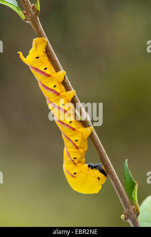 death's-head hawkmoth (Acherontia atropos), head first at a twig, Germany, Rhineland-Palatinate Stock Photo