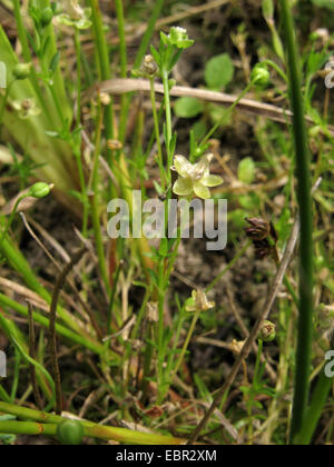 bird's-eye pearlwort, procumbent pearlwort (Sagina procumbens), blooming, Germany, North Rhine-Westphalia Stock Photo
