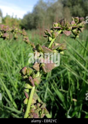 hastate orache, spear-leaved orache, creeping saltbush (Atriplex prostrata), infructescence, Germany, North Rhine-Westphalia Stock Photo
