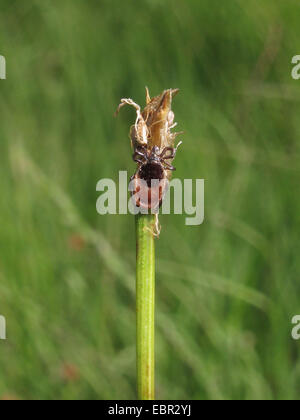 Deergrass, Deer's hair (Trichophorum germanicum, Trichophorum cespitosum ssp. germanicum), inflorescence with lurking tick, Germany, Lower Saxony Stock Photo