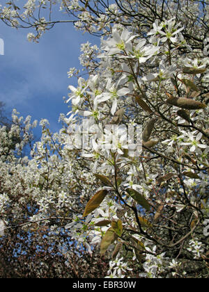 Lamarck's Serviceberry (Amelanchier lamarckii), blooming branches, Germany Stock Photo