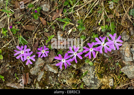 Alpine primrose (Primula minima), blooming, Austria, Kaernten, Nockberge National Park Stock Photo