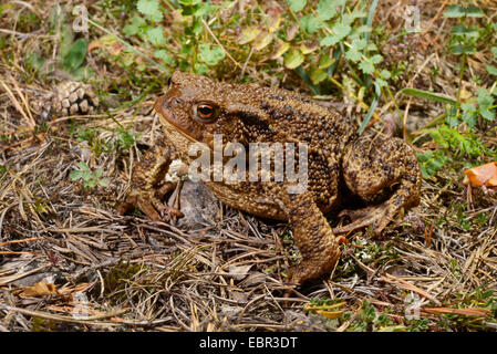 European common toad (Bufo bufo), full-length portrait, Sweden, Gotland Stock Photo