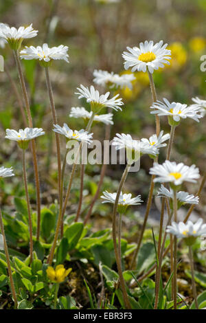 Aster bellidiastrum (Aster bellidiastrum, Bellidiastrum michelii), several flowering Aster bellidiastrum, Austria, Kaernten, Dobratsch Stock Photo
