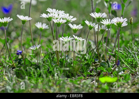 Aster bellidiastrum (Aster bellidiastrum, Bellidiastrum michelii), several flowering Aster bellidiastrum, Austria, Kaernten, Dobratsch Stock Photo