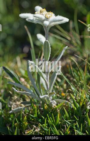 edelweiss (Leontopodium alpinum), blooming in a meadow, Austria, Tyrol, Hahntennjoch Stock Photo