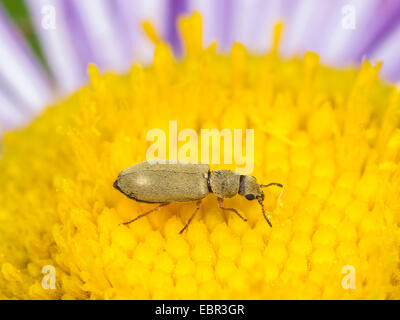 Soft-wing flower beetle (Danacea nigritarsis), eating pollen on Erigeron annuus, Germany Stock Photo