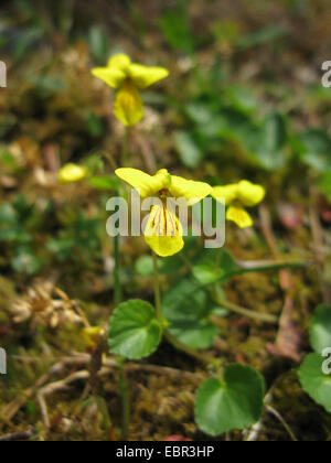 yellow wood violet (Viola biflora), blooming Stock Photo