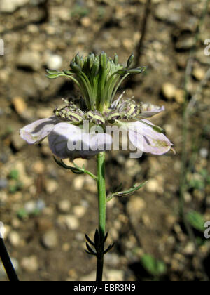 black cardamom (Nigella arvensis), flower, Germany Stock Photo