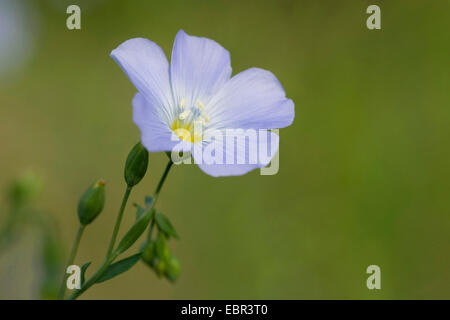 Austrian flax (Linum austriacum), flower, Switzerland Stock Photo