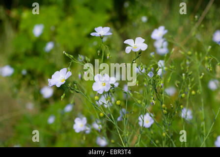 Austrian flax (Linum austriacum), blooming, Switzerland Stock Photo