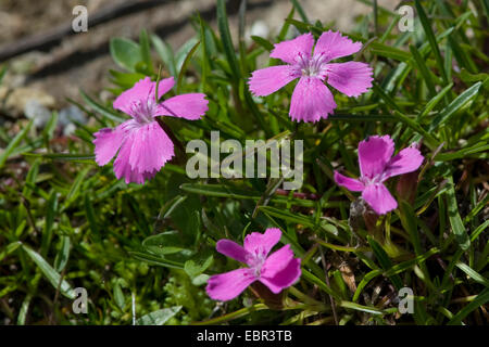 Glacier Pink (Dianthus glacialis), flowers, Switzerland, Schynige Platte Stock Photo