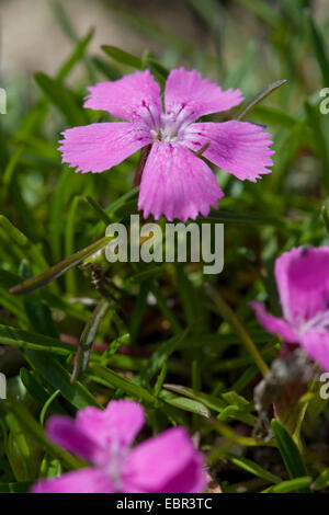 Glacier Pink (Dianthus glacialis), flowers, Switzerland, Schynige Platte Stock Photo