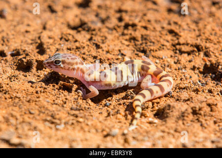 western banded gecko (Coleonyx variegatus), on the ground, USA, Arizona, Phoenix Stock Photo