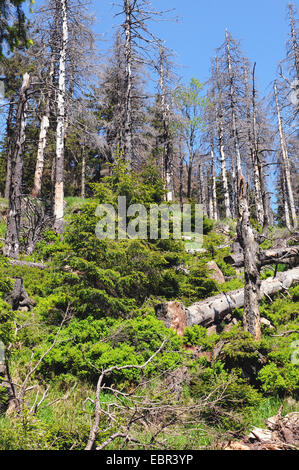 typical Harz mountain forest with grass and dead tree after storm. Stock Photo