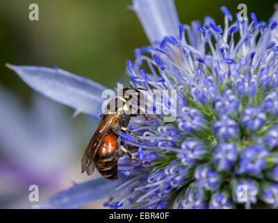 Spined Yellow-face (Hylaeus variegatus), female foraging on eryngo (Eryngium planum), Germany Stock Photo