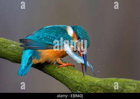 river kingfisher (Alcedo atthis), female killing caught dace on outlook, Germany, Bavaria, Isental Stock Photo