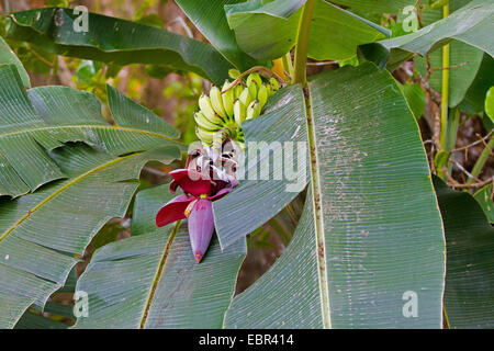 common banana (Musa paradisiaca var. sapientum), flower and inflorescence, Costa Rica Stock Photo