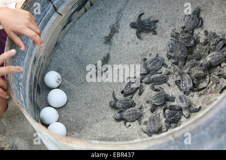 green turtle, rock turtle, meat turtle (Chelonia mydas), just hatched ocean turtles, Mexico, Oaxaca Stock Photo