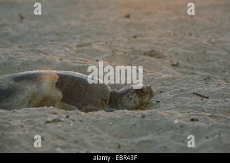 green turtle, rock turtle, meat turtle (Chelonia mydas), marine turtle creeping on the beach for laying eggs, Mexico, Oaxaca Stock Photo