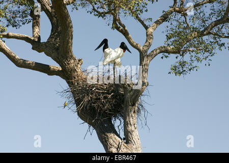 jabiru (Ephippiorhynchus mycteria), couple on nest, Brazil, Pantanal Stock Photo