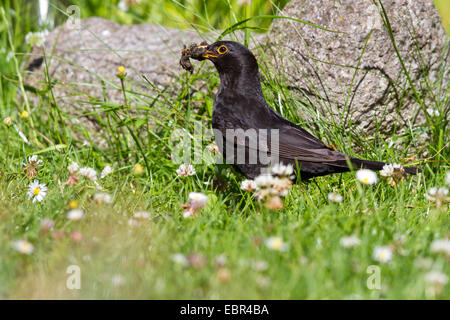 blackbird (Turdus merula), male standing in the meadow with fodder in the bill, Germany Stock Photo