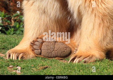 Syrian brown bear (Ursus arctos syriacus), paws of a bear
