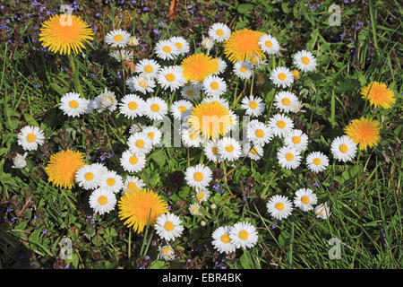 common daisy, lawn daisy, English daisy (Bellis perennis), lawn daisies with dandelions and ground ivies, Germany Stock Photo