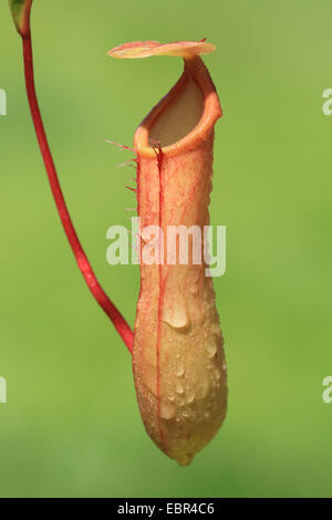 pitcher plant (Nepenthes-Hybride), trap Stock Photo
