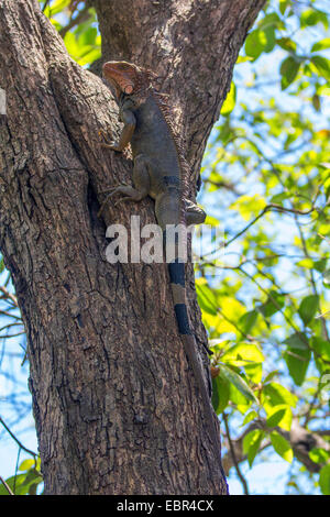 green iguana, common iguana (Iguana iguana), large male climbs on a tree, Costa Rica Stock Photo