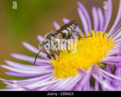Coelioxys (Coelioxys afra), male foraging on annual fleabane (Erigeron annuus), Germany Stock Photo