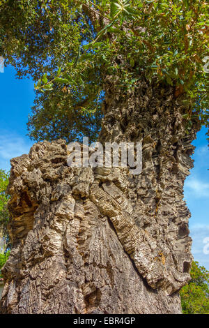 Cork Oak tree with thick bark  Quercus suber against blue sky Stock Photo