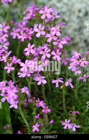 alpine balsam (Erinus alpinus), blooming, Switzerland Stock Photo
